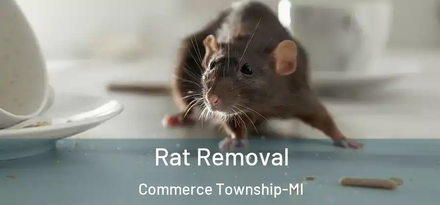  Rat Removal Commerce Township-MI