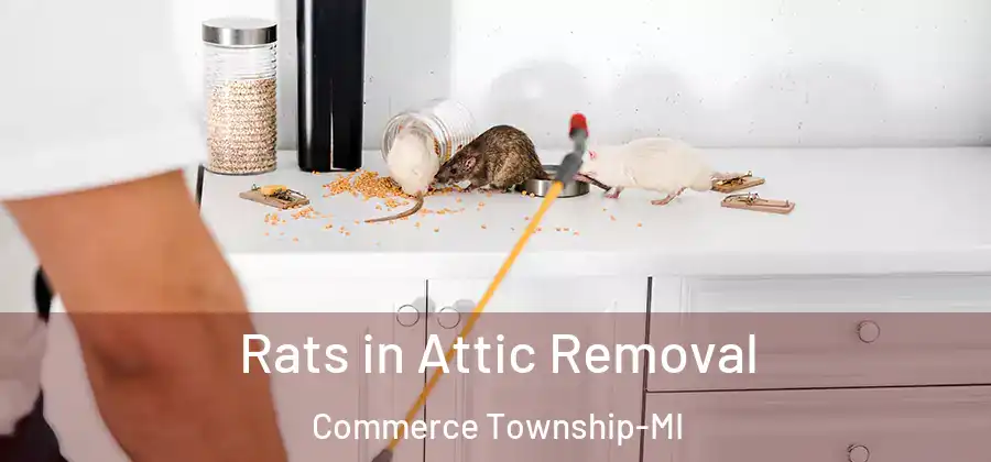 Rats in Attic Removal Commerce Township-MI