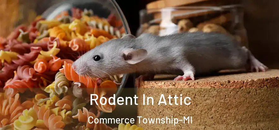 Rodent In Attic Commerce Township-MI