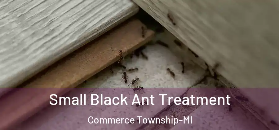 Small Black Ant Treatment Commerce Township-MI