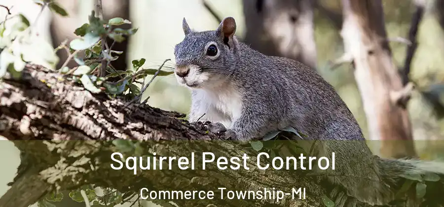 Squirrel Pest Control Commerce Township-MI