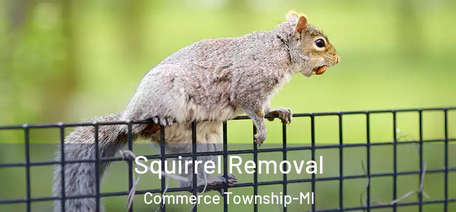  Squirrel Removal Commerce Township-MI