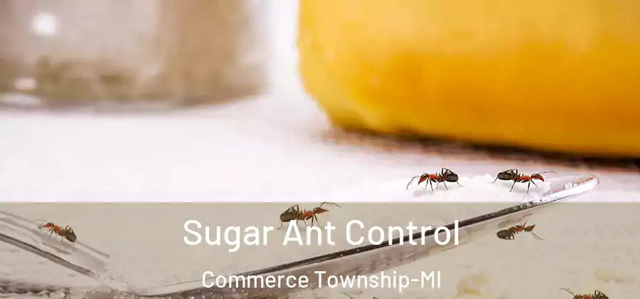  Sugar Ant Control Commerce Township-MI